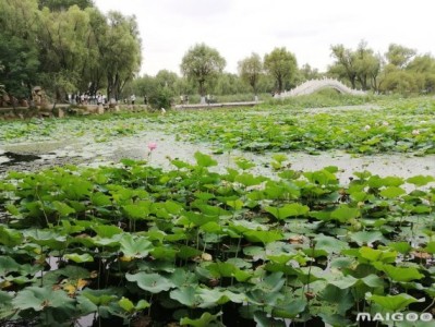 深圳哈尔滨太阳岛旅游景点推荐，你去过几个？